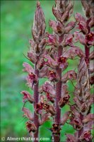 Orobanche austrohispanica