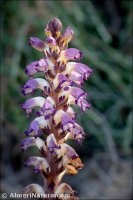 Orobanche cernua