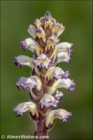 Orobanche cernua