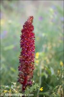 Orobanche foetida