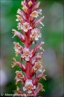 Orobanche hederae