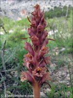 Orobanche icterica