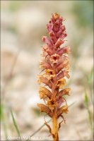 Orobanche icterica