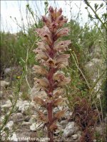 Orobanche santolinae