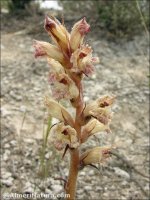 Orobanche santolinae