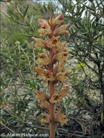 Orobanche santolinae