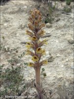 Orobanche santolinae