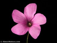 Oxalis articulata