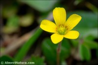 Oxalis corniculata