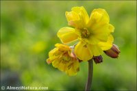 Oxalis pes-caprae