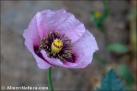 Papaver somniferum
subsp. setigerum