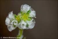 Paronychia aretioides