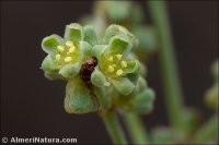 Paronychia suffruticosa