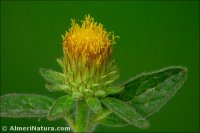 Pentanema squarrosum