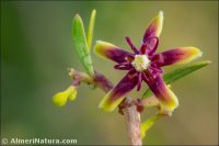 Periploca angustifolia