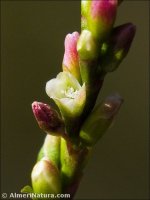 Persicaria lapathifolia