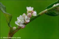 Persicaria maculosa