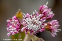 Petasites pyrenaicus