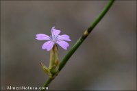 Petrorhagia prolifera