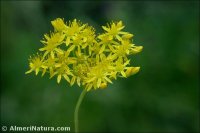 Petrosedum forsterianum