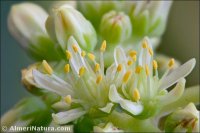 Petrosedum sediforme