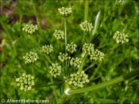 Petroselinum crispum