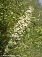 Phalaris aquatica
