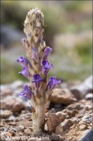 Phelipanche arenaria