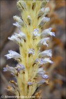 Phelipanche schultzii