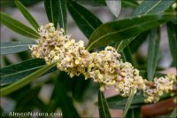 Phillyrea angustifolia