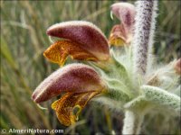 Phlomis crinita subsp. malacitana