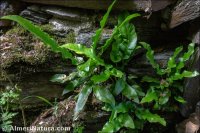 Phyllitis scolopendrium