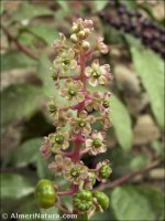 Phytolacca americana