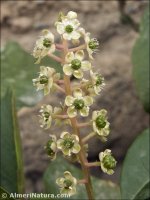 Phytolacca americana