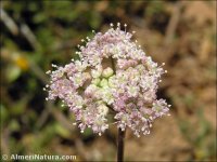 Pimpinella tragium
ssp lithophylla