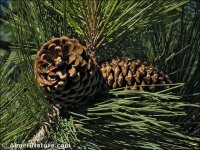 Pinus ponderosa