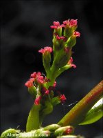 Pistacia terebinthus