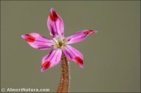 Pistorinia hispanica