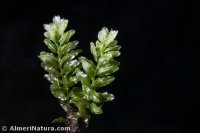 Plagiomnium undulatum