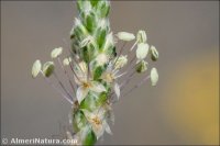 Plantago albicans