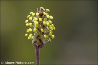 Plantago holosteum