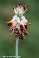 Platycapnos tenuiloba