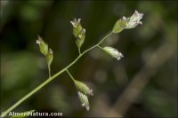 Poa annua