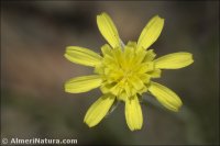 Podospermum laciniatum