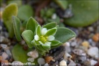 Polycarpon alsinifolium