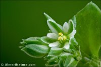 Polycarpon tetraphyllum