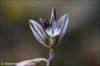 Polygala monspeliaca