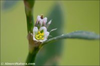 Polygonum arenastrum