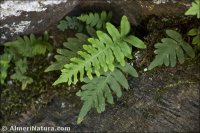 Polypodium vulgare
