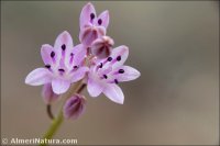 Prospero obtusifolium